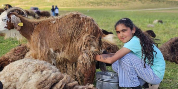 Muş Yaylalarında Süt Sırlı Mesai Başlıyor