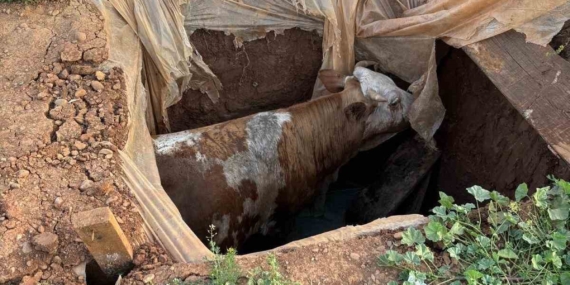 Muş’ta Foseptik Çukuruna Düşen İneği İtfaiye Ekipleri Kahramanlıkla Kurtardı
