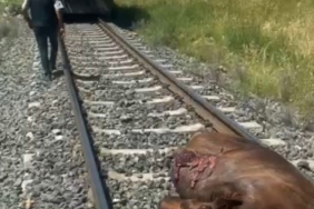 paluda-tren-carpmasi-sonucu-incek-telef-oldu-yd3Oshrz.jpg