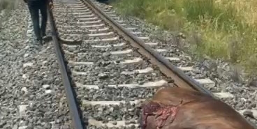 paluda-tren-carpmasi-sonucu-incek-telef-oldu-yd3Oshrz.jpg