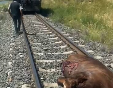 Palu’da Tren Çarpması Sonucu İncek Telef Oldu