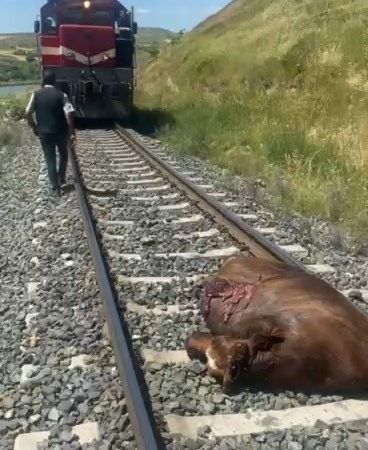 paluda-tren-carpmasi-sonucu-incek-telef-oldu-yd3Oshrz.jpg
