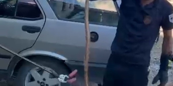 Park Halindeki Otomobile Giren Yılan Şok Yarattı