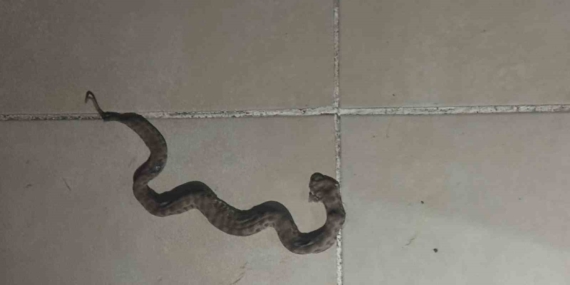 Siirt’te Apartmanda Görülen Yılan, Büyük Paniğe Yol Açtı