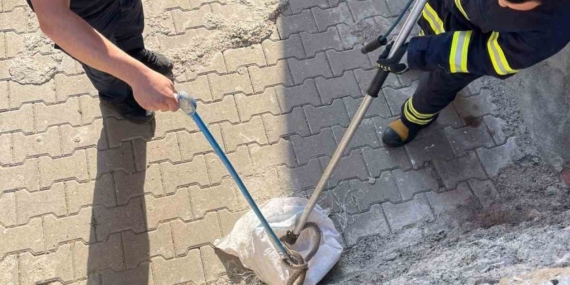 Siirt’te Bahçeden Çıkan 1.5 Metrelik Dev Yılan Şok Etti