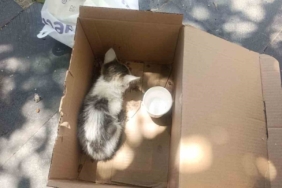 siirtte-reklam-panosuna-sikisan-yavru-kedi-afad-ekipleriyle-kurtarildi-nRzvBH4h.jpg