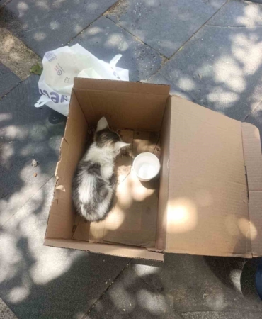 siirtte-reklam-panosuna-sikisan-yavru-kedi-afad-ekipleriyle-kurtarildi-nRzvBH4h.jpg