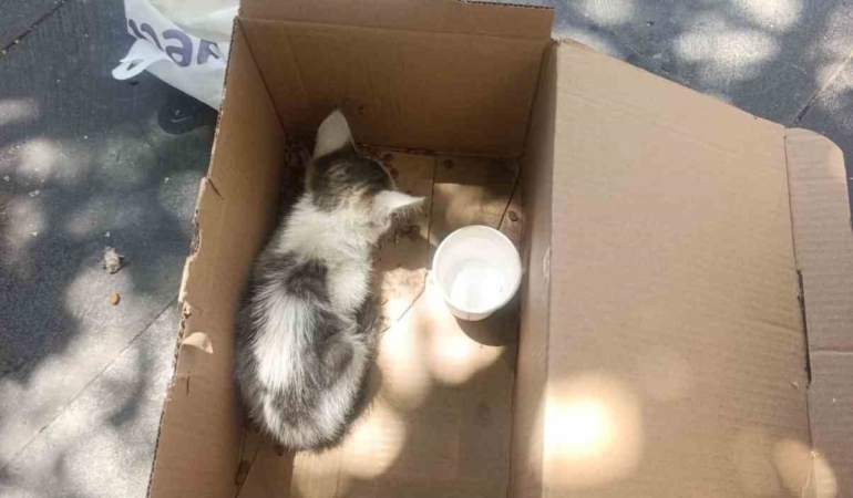 siirtte-reklam-panosuna-sikisan-yavru-kedi-afad-ekipleriyle-kurtarildi-nRzvBH4h.jpg
