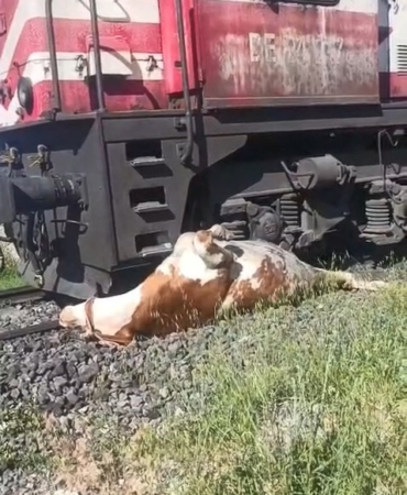 tren-carpmasindan-kurtulmak-icin-saniyelerle-yarisan-ekip-raylara-sikisan-inegi-kurtardi-3r2lkEF5.jpg