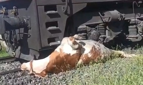 Tren Çarpmasından Kurtulmak İçin Saniyelerle Yarışan Ekip, Raylara Sıkışan İneği Kurtardı