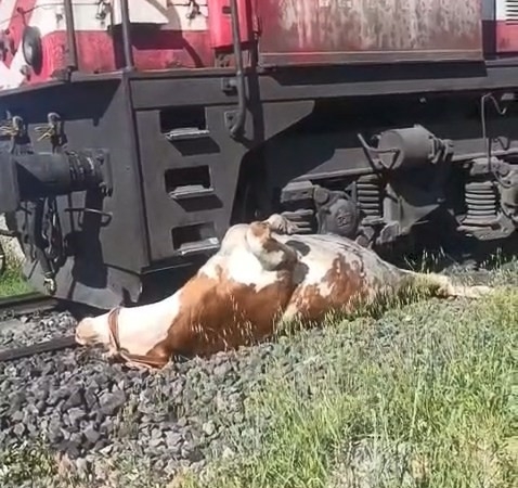 tren-carpmasindan-kurtulmak-icin-saniyelerle-yarisan-ekip-raylara-sikisan-inegi-kurtardi-3r2lkEF5.jpg