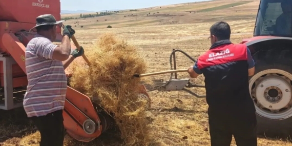 Ağın’da Mercimek Tohumlukları İçin Hasat Kontrolleri