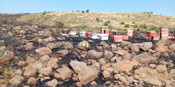 Elazığ’da Arazi Yangını: Arı Kovanlarına Zarar Verdi