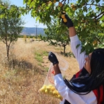 elazigda-bitkisel-uretimde-pestisit-kalintisi-denetimlerini-inceliyoruz-bgTsw5uJ.jpg