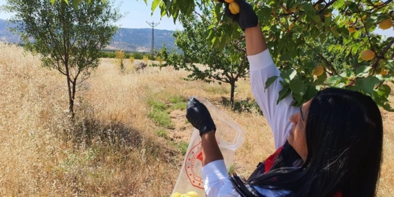 Elazığ’da Bitkisel Üretimde Pestisit Kalıntısı Denetimlerini İnceliyoruz