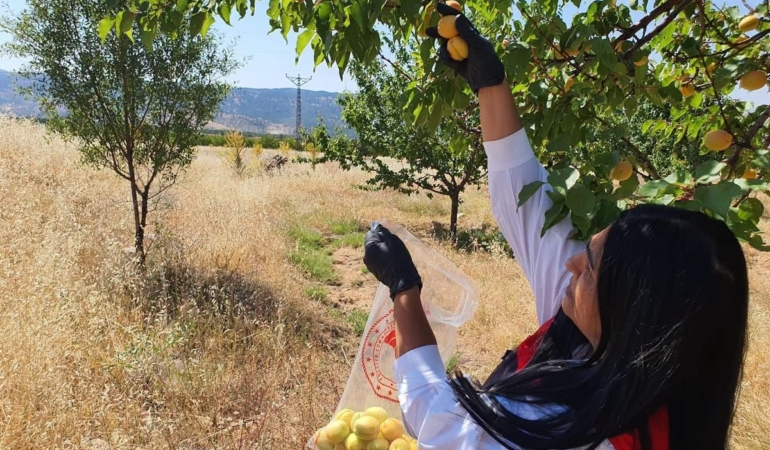elazigda-bitkisel-uretimde-pestisit-kalintisi-denetimlerini-inceliyoruz-bgTsw5uJ.jpg