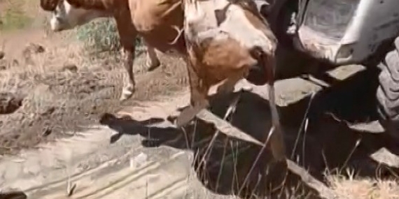 Elazığ’da Cesur İnek, Uçurumdan Kurtarıldı!
