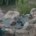 Elazığ’da fotokapanların bakımı yapıldı thumbnail