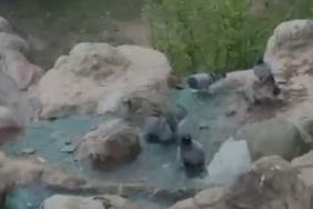 elazigda-sicak-havalardan-kacan-guvercinler-su-ile-ferahladi-RIKtepTk.jpg