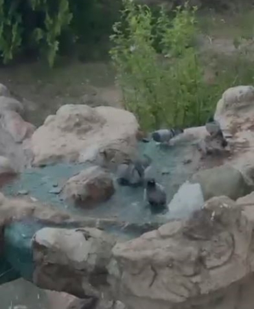 elazigda-sicak-havalardan-kacan-guvercinler-su-ile-ferahladi-RIKtepTk.jpg