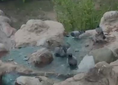 Elazığ’da Sıcak Havalardan Kaçan Güvercinler Su ile Ferahladı
