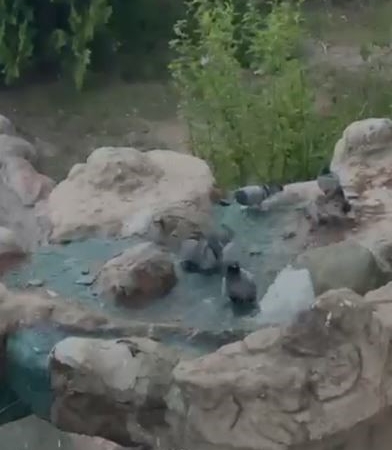 elazigda-sicak-havalardan-kacan-guvercinler-su-ile-ferahladi-RIKtepTk.jpg