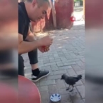 elazigda-vatandasin-kargaya-sevgi-dolu-beslemesi-ab4O5MD1.jpg