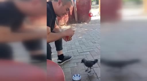 Elazığ’da Vatandaşın Kargaya Sevgi Dolu Beslemesi