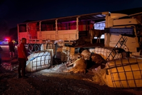 erzincanda-iki-tir-carpisti-buyukbas-hayvanlar-yoldan-savruldu-5-hayvan-telef-oldu-favipFvW.jpg