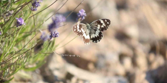 Harput’ta Lavantalardaki Kelebeklerin Göz Alıcı Dansı
