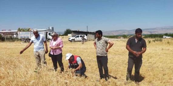 Malatya’da 500 Ton Nohut Rekoltesi Beklentisi