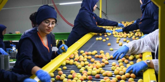 Malatya’da Taze Kayısı İhracatına Başlandı