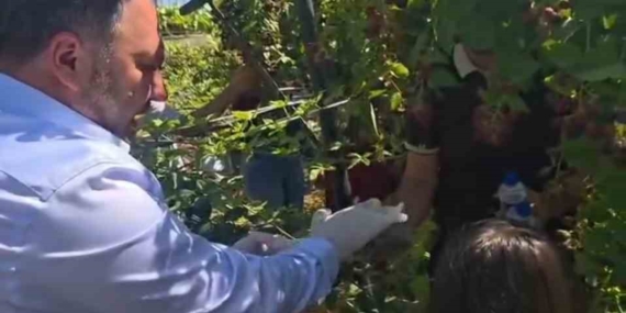 Siirt’te Özel Bireyler ve Çocuklar İçin Böğürtlen Hasadı Etkinliği