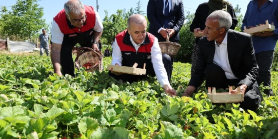 Vali Hatipoğlu’nun Çilek Hasadı Etkinliği