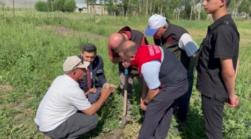 Yüksekova’da Tarımda Devrim: Yoncalı Köyü’nde İlk Ticari Salep Hasadı Başarıyla Gerçekleştirildi