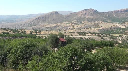 150 Yıllık Ağacın Üzerine Inşa Edilen Eşsiz Ev: Dallar İçinden Geçen Odanın Hikayesi