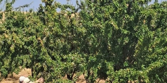 Ağın’da Badem Bahçelerinde Saha Kontrol Çalışmaları