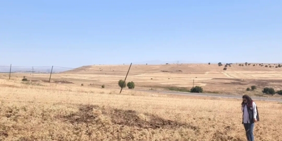 Ağın’da Tüylü Nohut Hasadı Hâlâ Sürüyor