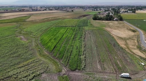 Ağrı’da Çiftçinin Bostanı: Sebze, Meyve ve Tahılın Birlikte Yetiştiği Örnek Tarım Alanı
