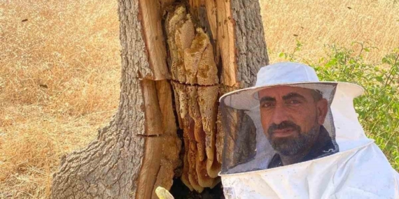 Arıların İzini Sürerek Ağaçların İçinden Bal Çıkarma Yöntemi