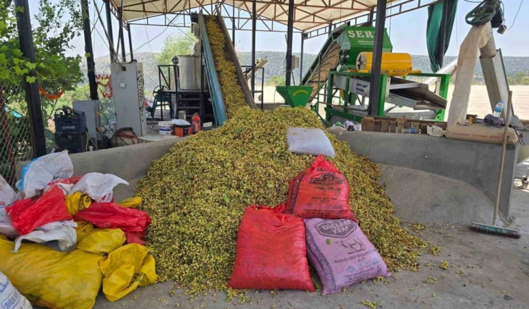 cermikte-fistik-hasadinin-baslangici-ve-ekonomik-etkileri-BF7SVIdh.jpg
