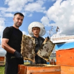 Elazığ'da Erkenci Üzüm Hasadı Başladı thumbnail