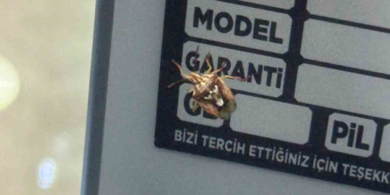 Diyarbakır’da Görenleri Şaşırtan Yüzlü Böcek
