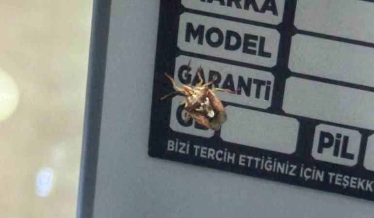 diyarbakirda-gorenleri-sasirtan-yuzlu-bocek-HkN1hg6p.jpg