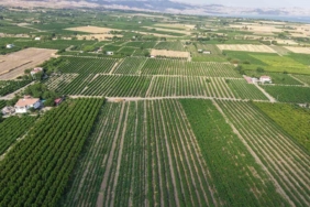 elazigda-erkenci-uzum-hasadi-basladi-8fClsTsB.jpg