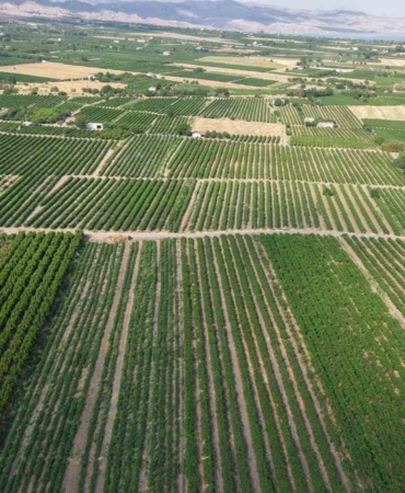 elazigda-erkenci-uzum-hasadi-basladi-8fClsTsB.jpg