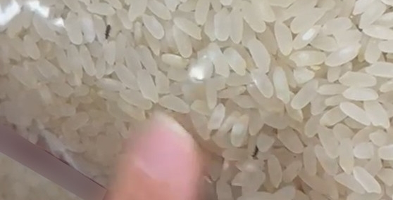 Elazığ’da Paketli Pirinçte Böcek Görüntüleri Viral Oldu
