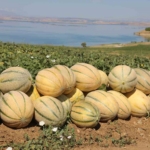 Elazığ’ın Minik Raketlerinin Çifte Başarı Hikayesi thumbnail