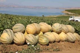 elazigda-yaklasik-20-ton-kavun-hasadi-bekleniyor-L8TOAcwa.jpg