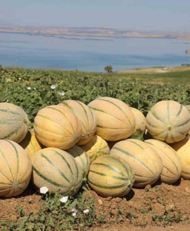 elazigda-yaklasik-20-ton-kavun-hasadi-bekleniyor-L8TOAcwa.jpg